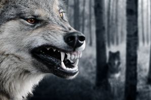 Лютый волк
