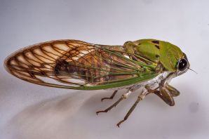 Личинка цикады