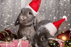Рождественский кролик