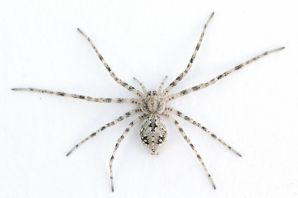 Серый паук с длинными лапами