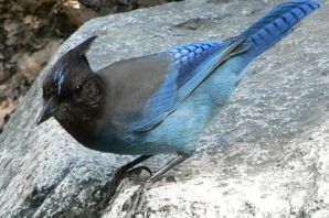 Серая птица с синими крыльями
