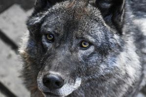 Канадский волк акелла