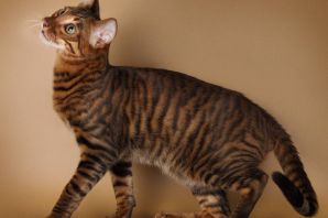 Кошка с тигровым окрасом