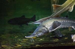 Касатка амурская рыба