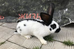 Кролик строкач