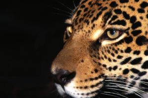 Гепард леопард ягуар