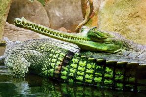 Самый длинный крокодил