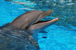 Дельфин лето
