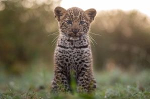 Детеныш леопарда