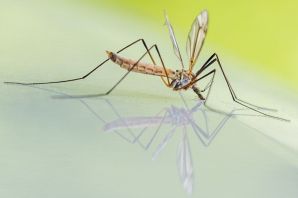 Комары долгоножки