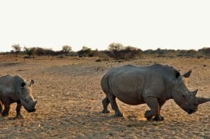 Носорог и бегемот