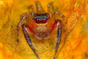 Маленький оранжевый паук