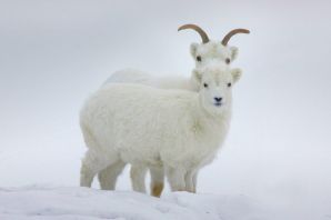 Снежный козел