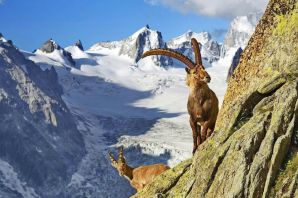 Альпийский горный козел