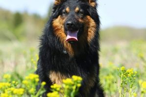 Цыганская собака