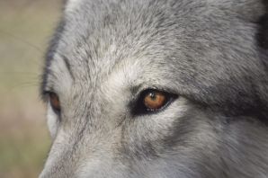 Волк с красными глазами