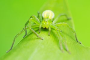 Зеленый паук