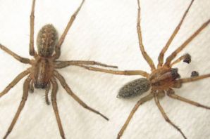 Большой коричневый паук в доме