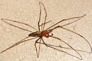 Домашний паук с длинными лапами