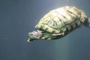 Домашняя черепаха водоплавающая