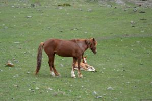 Киргизская порода лошадей