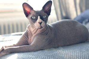 Кот без шерсти сфинкс