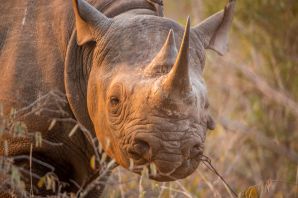 Нос носорога