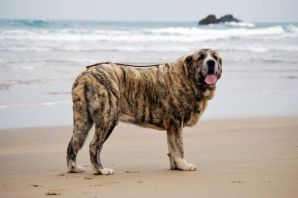 Самый большой пес в мире