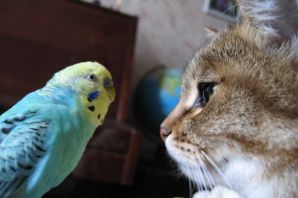 Самые говорливые попугаи