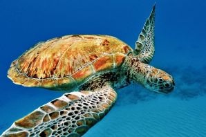 Самая большая морская черепаха в мире