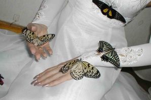 Ручные бабочки живые