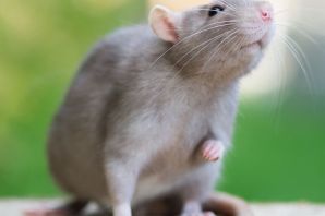 Виды декоративных мышей