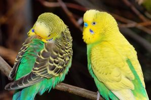 Волнистые попугайчики в природе