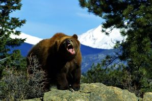Голубой тибетский медведь