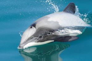 Морской дельфин