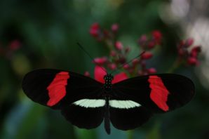 Бабочка с красными крыльями