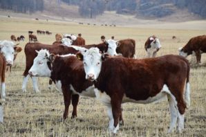 Казахская белоголовая порода быков