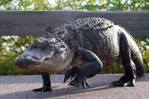 Аллигаторы во флориде
