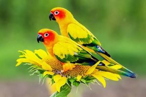 Разноцветные попугаи