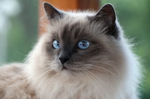 Коты с косыми глазами порода