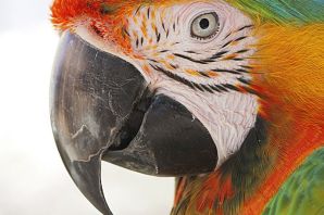 Сибирский попугай