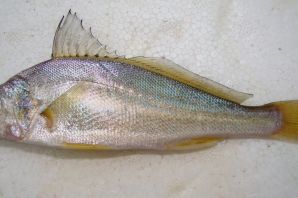 Желтоперка рыба