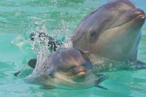 Гибрид касатки и дельфина