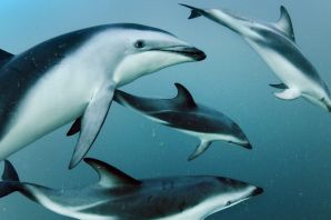 Серые дельфины