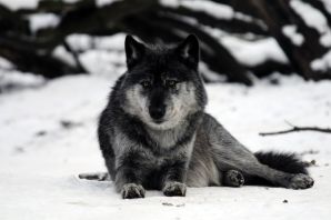 Черно серый волк