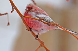 Птичка с красным хвостом