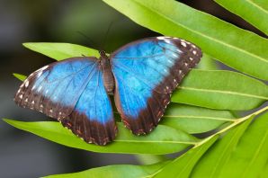 Бабочка голубая морфа