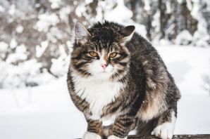 Сибиряк кошка