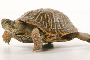 Средиземноморская черепаха никольского