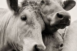 Животные корова